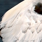 Décollage de la grande aigrette
